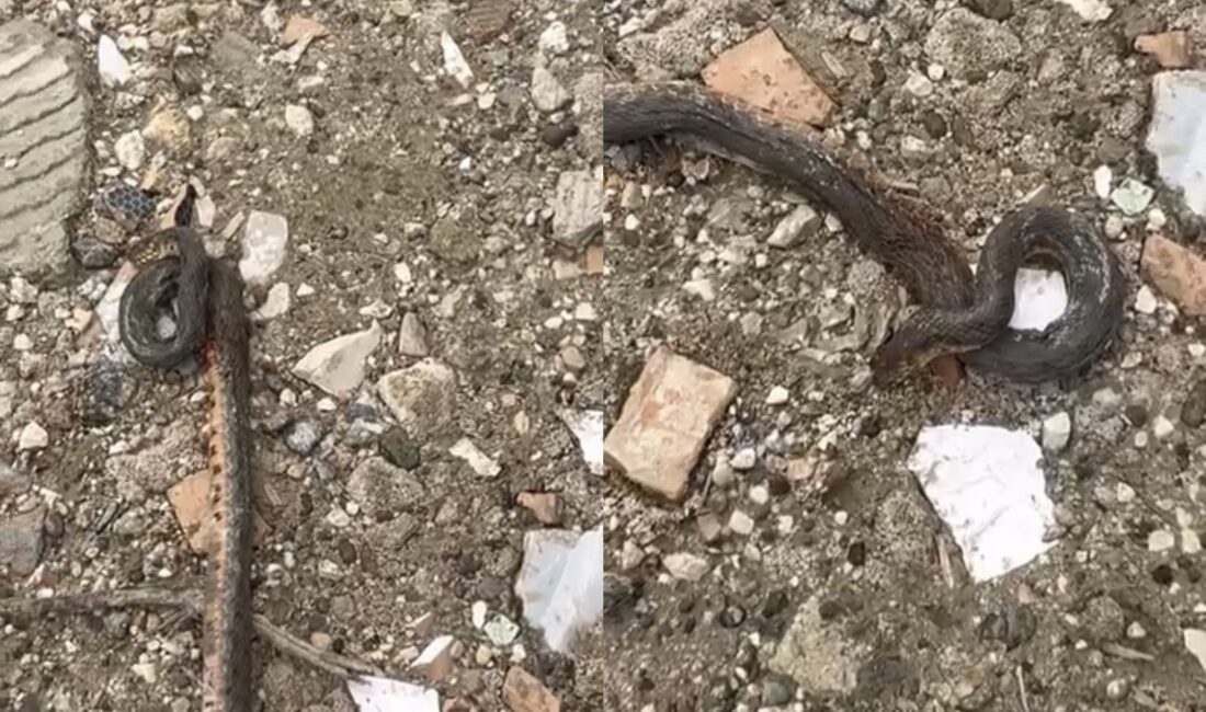 Diyarbakır'ın Çermik ilçesinde kış uykusundan uyanan yaklaşık 1 metre uzunluğundaki