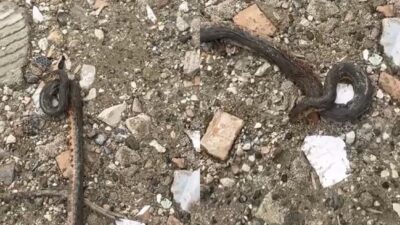 Diyarbakır'ın Çermik ilçesinde kış uykusundan uyanan yaklaşık 1 metre uzunluğundaki