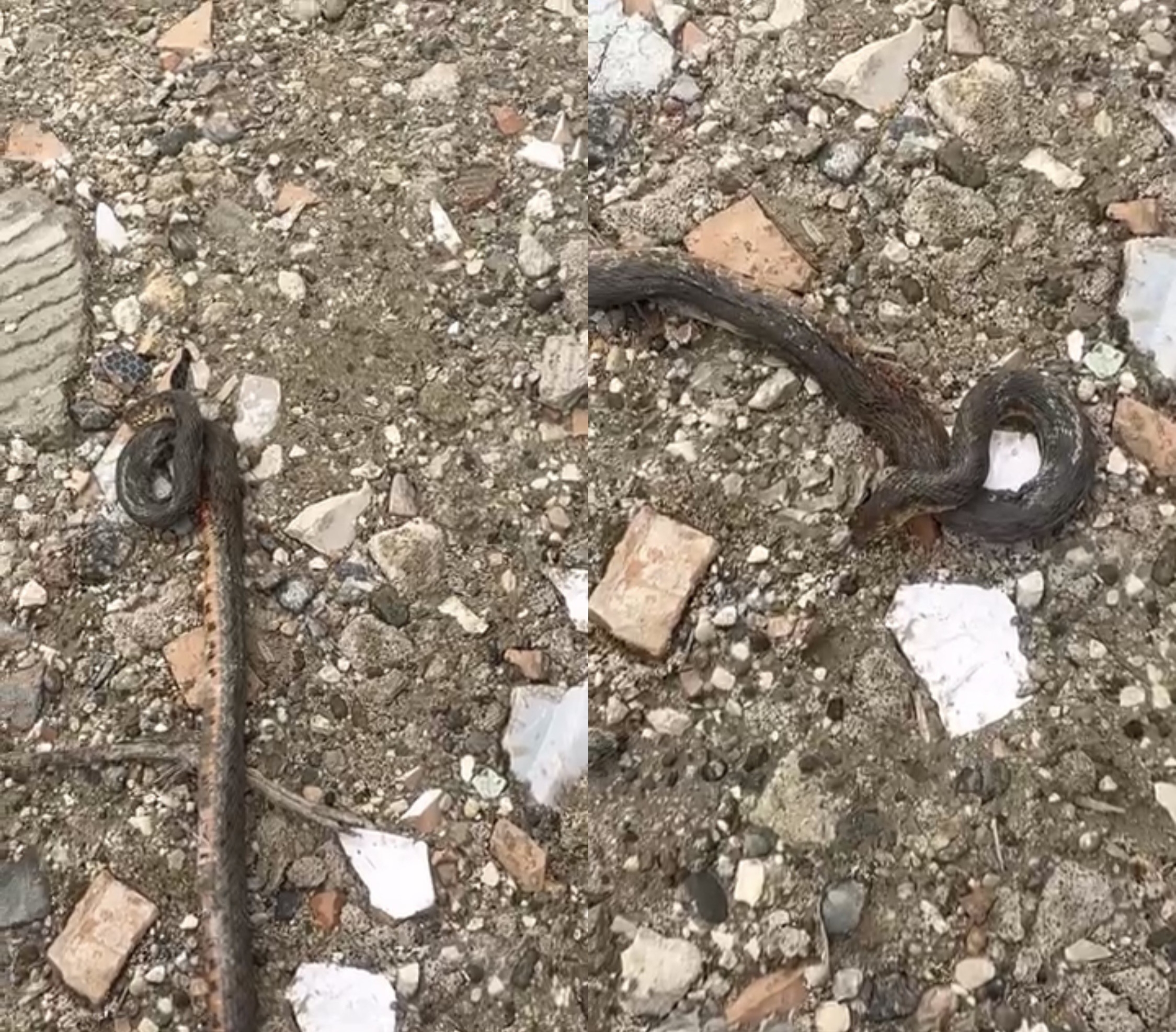 Diyarbakır'ın Çermik ilçesinde kış uykusundan uyanan yaklaşık 1 metre uzunluğundaki