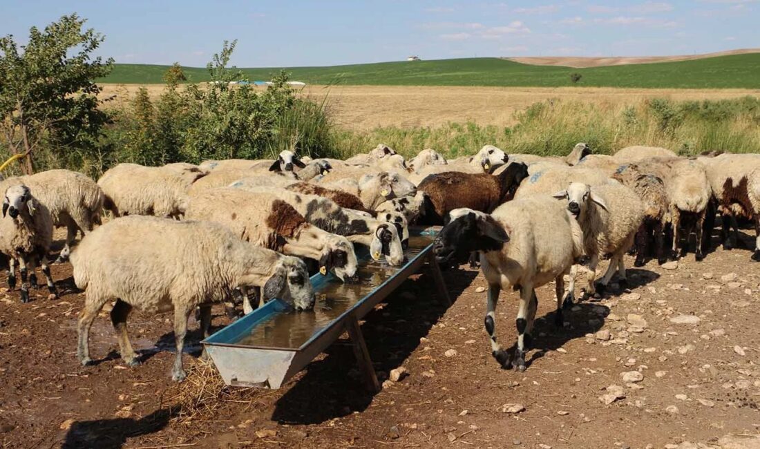 Diyarbakır ve çevre illerde kurbanlık telaşı başlarken, besicilerden vatandaşın bütçesini