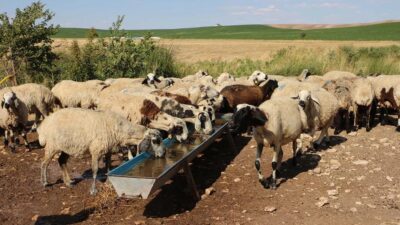 Diyarbakır ve çevre illerde kurbanlık telaşı başlarken, besicilerden vatandaşın bütçesini