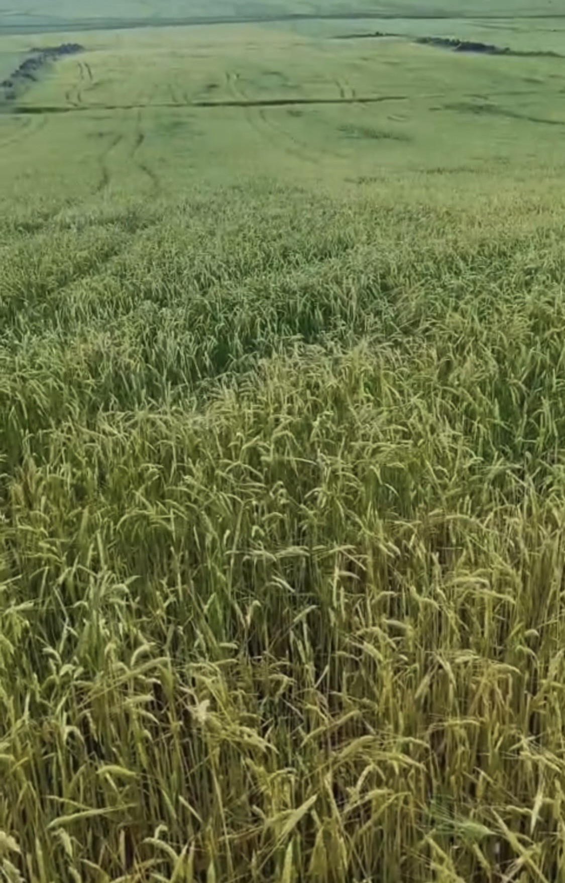 Diyarbakır'da etkili olan sağanak yağış hayatı olumsuz etkiledi