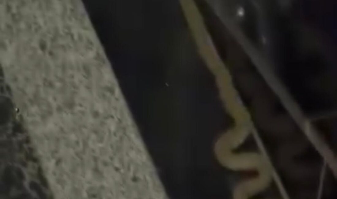 Diyarbakır'ın merkez Kayapınar ilçesinde bir binaya giren yılan görenleri korkuttu.
