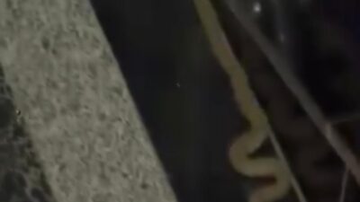 Diyarbakır'ın merkez Kayapınar ilçesinde bir binaya giren yılan görenleri korkuttu.
