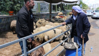 Kurban Bayramına sayılı günler kala hayvan pazarlarında beklenen yoğunluk henüz