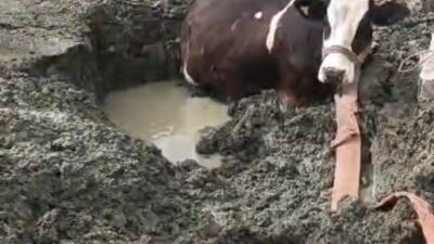 Diyarbakır'ın Çüngüş ilçesinde bataklıkta mahsur kalan inek, iş makinesiyle kurtarıldı.
