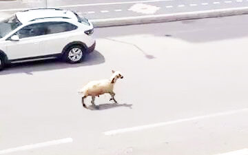 Diyarbakır'da kesilmek için hazırlanan koyun, sahibinin elinden kaçarak trafiğin altını