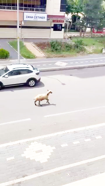 Diyarbakır'da kesilmek için hazırlanan koyun, sahibinin elinden kaçarak trafiğin altını