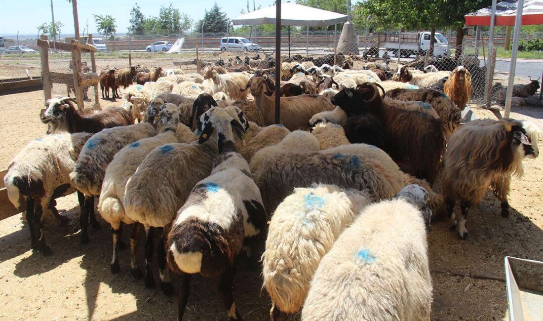 Kurban Bayramı’na bir hafta kala Diyarbakır'da kurbanlıklar için hazırlanan kesim