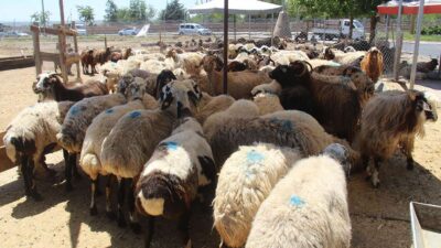 Kurban Bayramı’na bir hafta kala Diyarbakır'da kurbanlıklar için hazırlanan kesim
