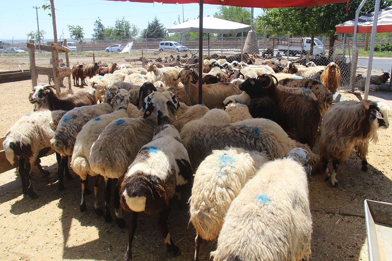 Kurban Bayramı’na bir hafta kala Diyarbakır'da kurbanlıklar için hazırlanan kesim
