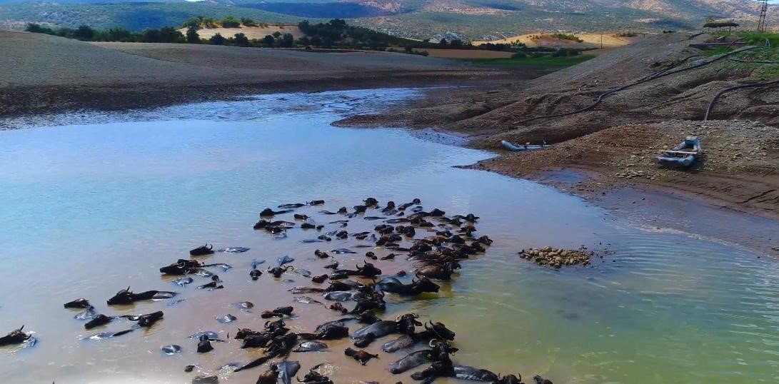 Devlet destekleriyle Diyarbakır'da manda sayısı artıyor!
