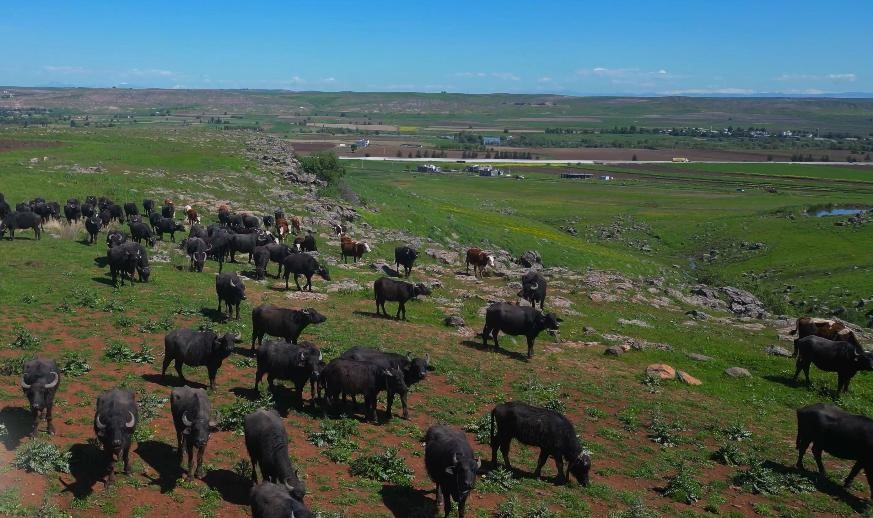 Türkiye'de 21 bin 500 manda sayısıyla ikinci sırada olan Diyarbakır,