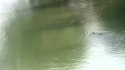Diyarbakır’da, Dünya Doğa ve Doğal Kaynakları Koruma Birliği’nin (IUCN) tehdit