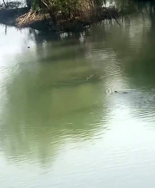 Diyarbakır’da, Dünya Doğa ve Doğal Kaynakları Koruma Birliği’nin (IUCN) tehdit