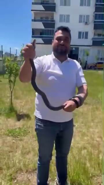 Diyarbakır'da bir site bahçesinde görülen yılan, paniğe neden oldu.

