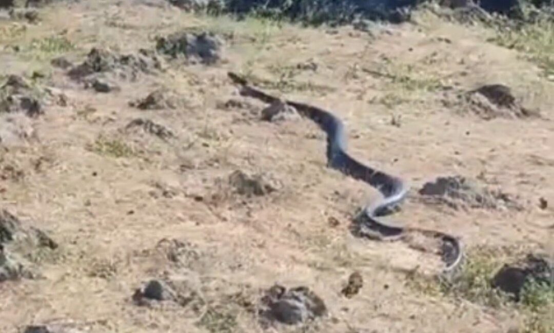Diyarbakır'ın Çınar ilçesinde yaklaşık 3 metre uzunluğunda yılan görüntülendi.
