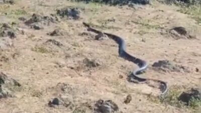 Diyarbakır'ın Çınar ilçesinde yaklaşık 3 metre uzunluğunda yılan görüntülendi.
