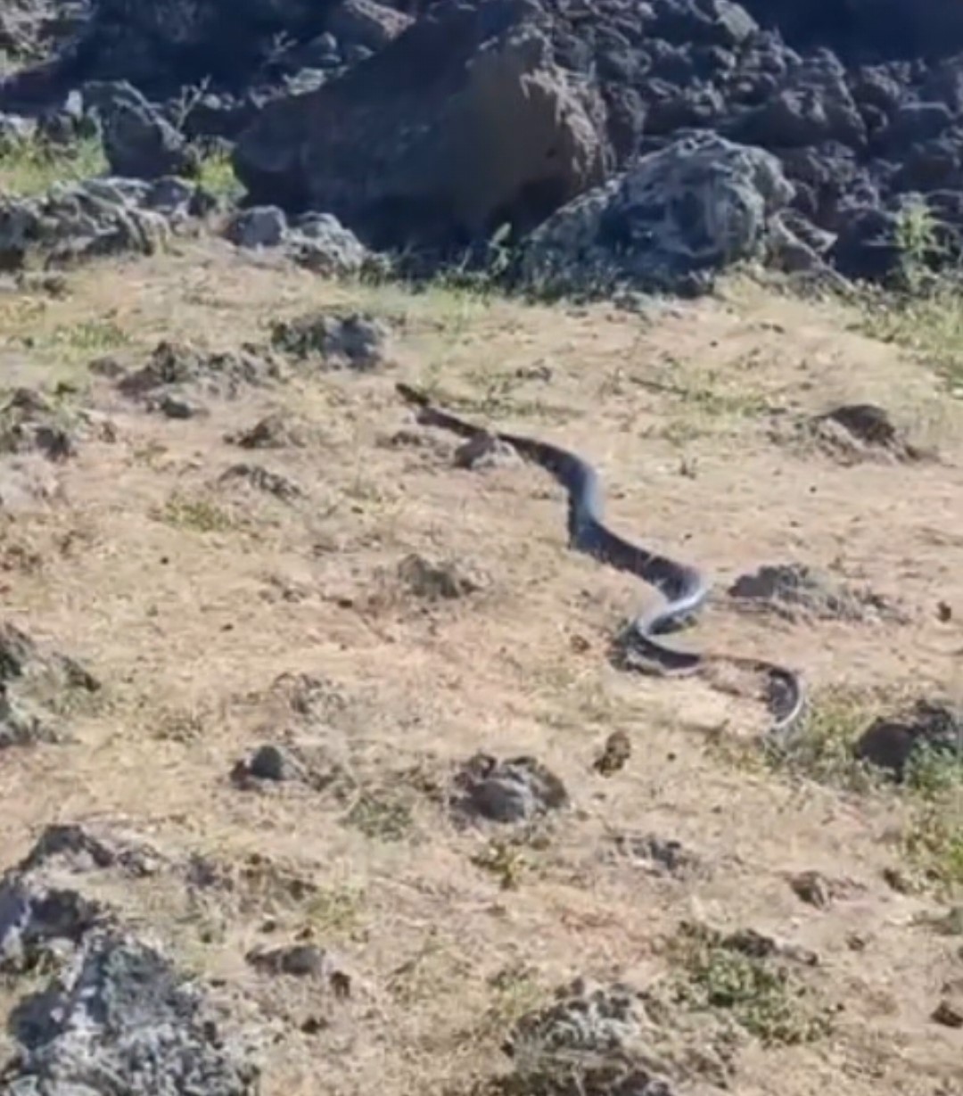 Diyarbakır'ın Çınar ilçesinde yaklaşık 3 metre uzunluğunda yılan görüntülendi.
