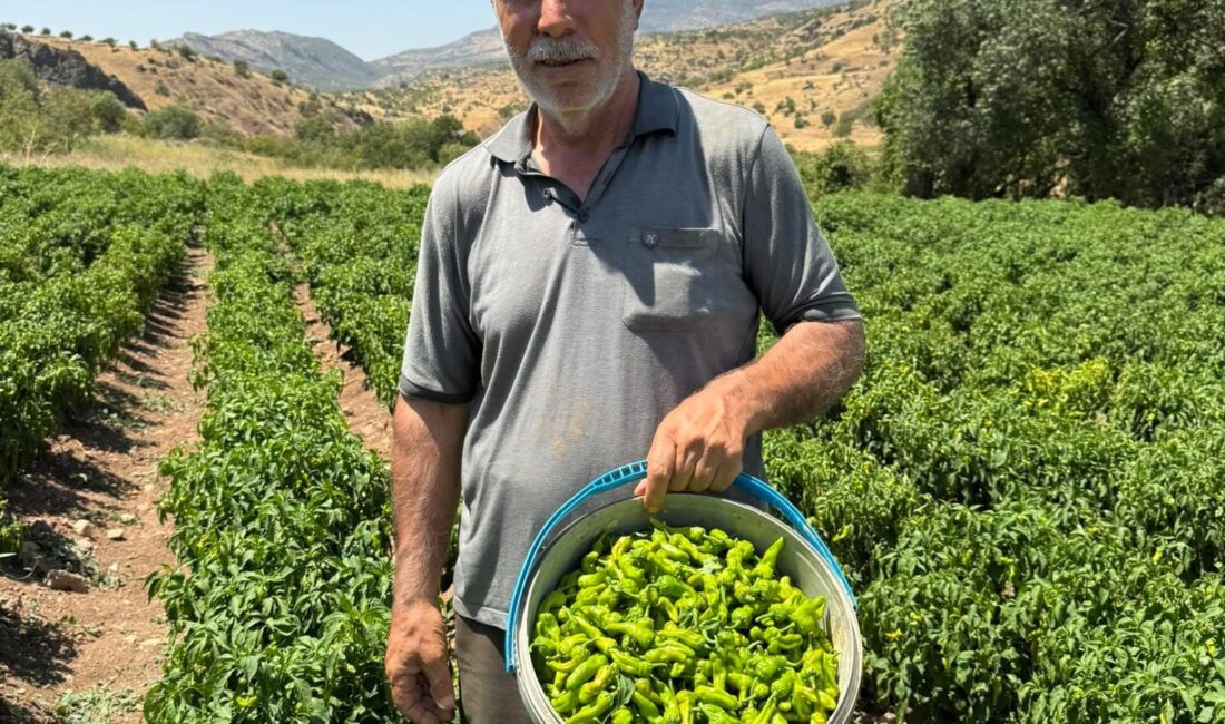 Diyarbakır'ın Çermik ilçesinde, ismini ilçeden alan coğrafi tescilli Çermik biberi,