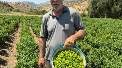 Diyarbakır'ın Çermik ilçesinde, ismini ilçeden alan coğrafi tescilli Çermik biberi,
