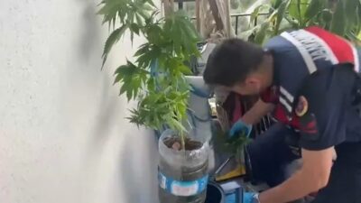 Uyuşturucu madde bulunduran şahıslara yönelik 5 ilde düzenlenen operasyonlarda 341