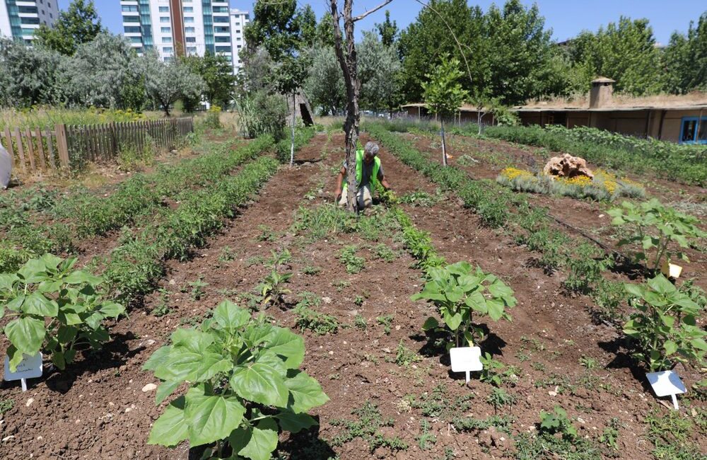 Diyarbakır Büyükşehir Belediyesi, kadim tarım kültürünü yaşatmak, sağlıklı gıdaya erişimi