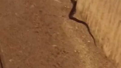 Diyarbakır'ın Yenişehir ilçesindeki bir yolda görülen yaklaşık 2 metre uzunluğundaki