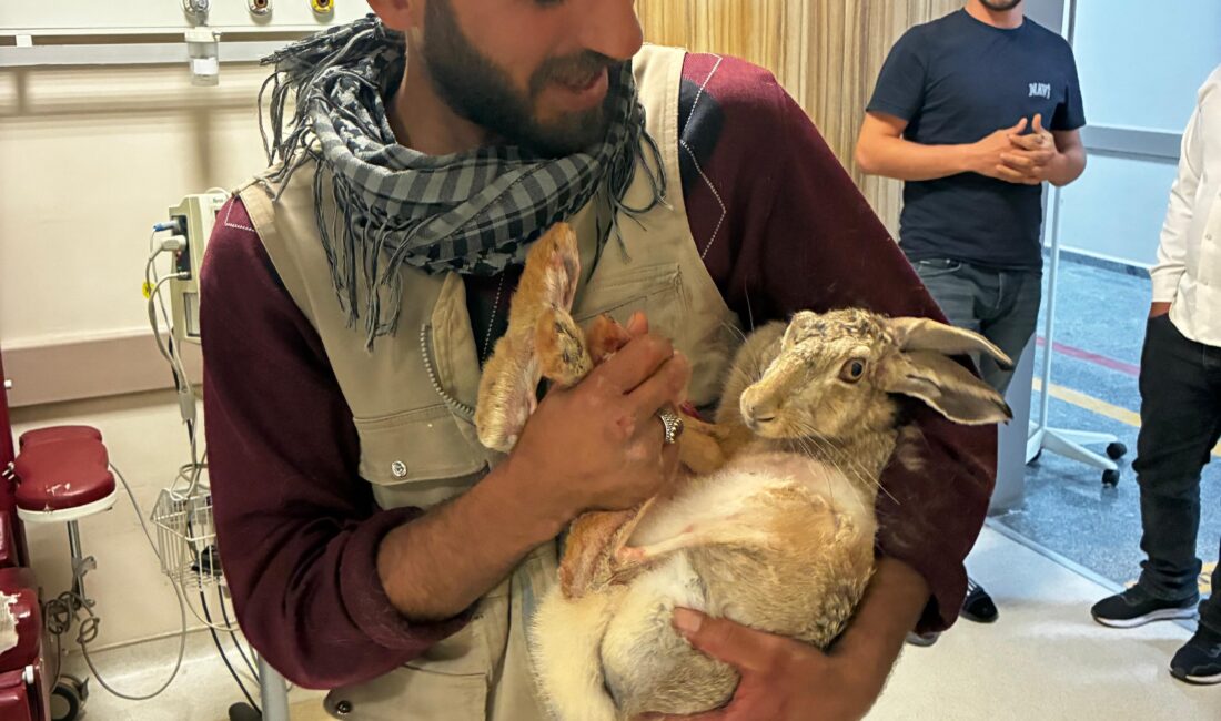 Diyarbakır’ın Kocaköy ilçesinde yaralı bulunan gebe tavşan, duyarlı çiftçi ve