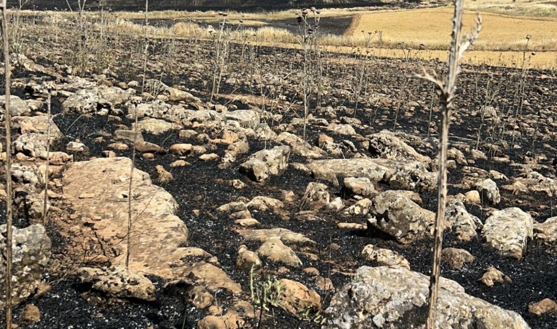 Diyarbakır’ın Çınar ilçesinde ekili arazide çıkan yangın nedeni ile yüzlerce