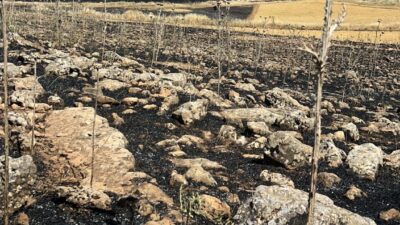 Diyarbakır’ın Çınar ilçesinde ekili arazide çıkan yangın nedeni ile yüzlerce