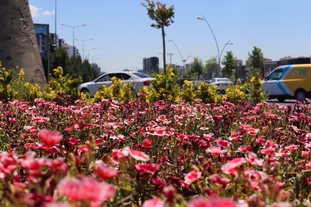 Diyarbakır'da Çin karanfileri caddeleri süslüyor