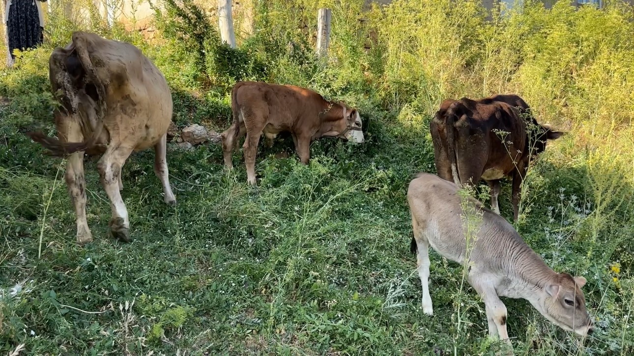 İneğini kaybedince gözyaşlarına boğuldu: Yardım eli uzandı
