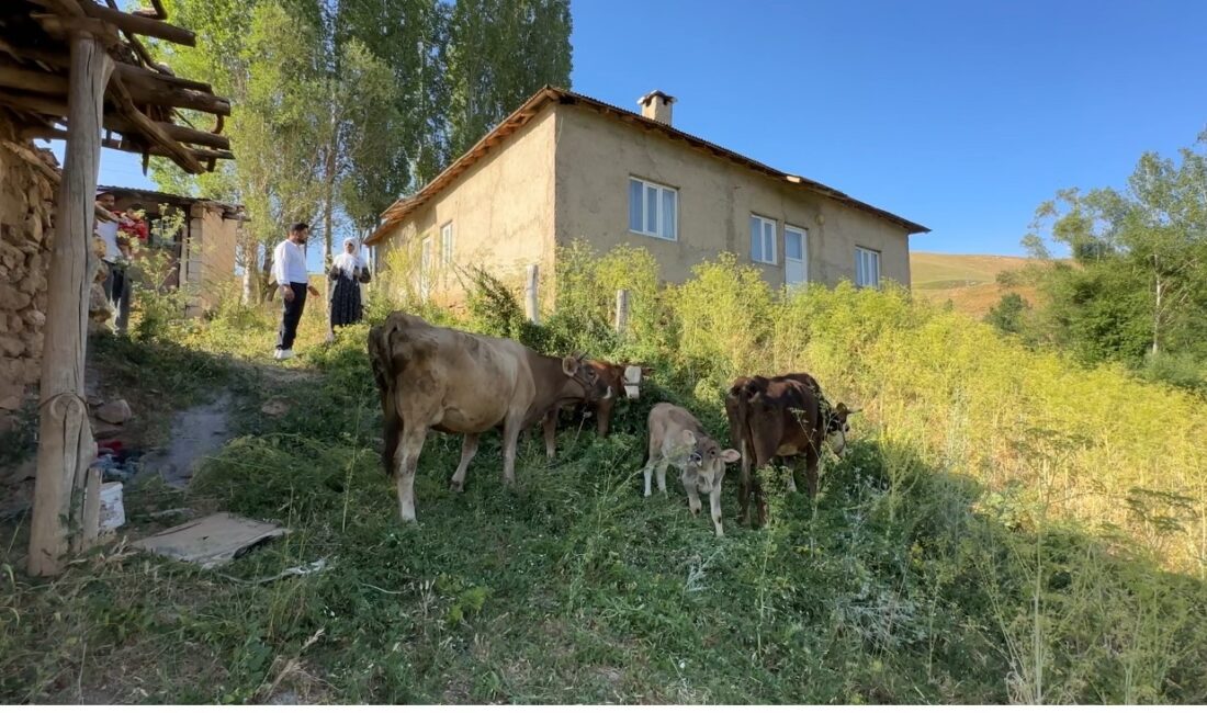 Hakkari'nin Yüksekova ilçesinde tek geçim kaynağı olan ineğini uçurumdan düşmesi