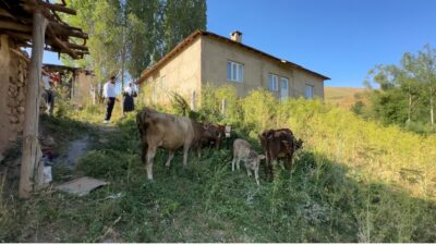 Hakkari'nin Yüksekova ilçesinde tek geçim kaynağı olan ineğini uçurumdan düşmesi