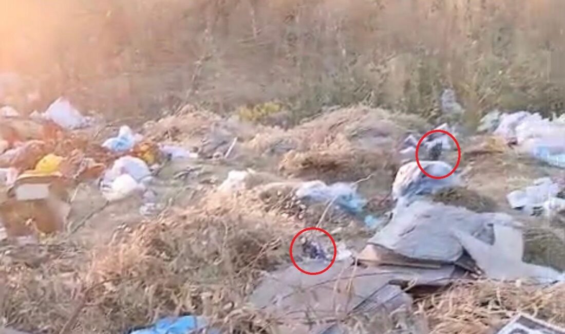 Diyarbakır'da boş arazide biriken çöpler fare yuvasına döndü. Vatandaşlar çöplükte
