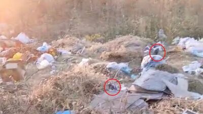 Diyarbakır'da boş arazide biriken çöpler fare yuvasına döndü. Vatandaşlar çöplükte