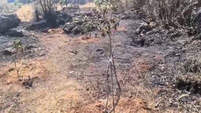 Diyarbakır'ın Dicle ilçesinde çıkan örtü yangını, rüzgarın da etkisi ile