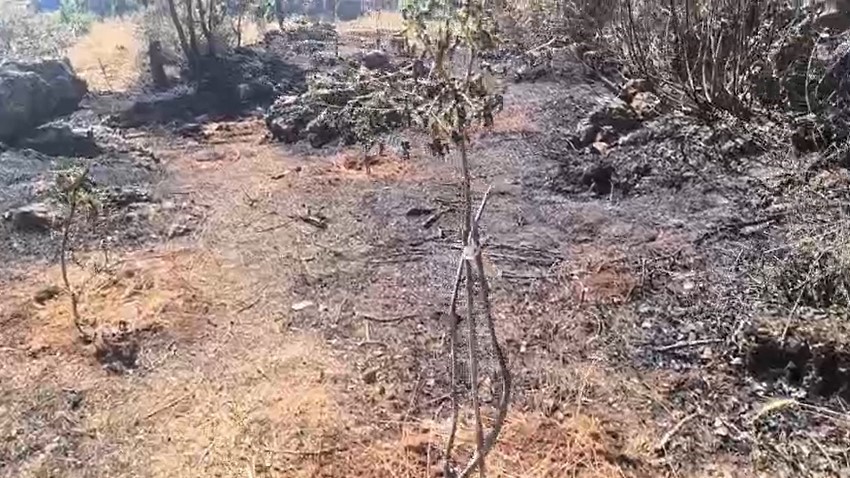 Diyarbakır'ın Dicle ilçesinde çıkan örtü yangını, rüzgarın da etkisi ile