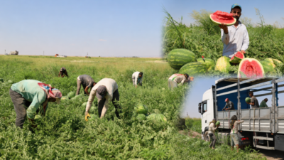 Büyüklüğü ve lezzeti ile dünya çapında üne kavuşan Diyarbakır karpuzunda
