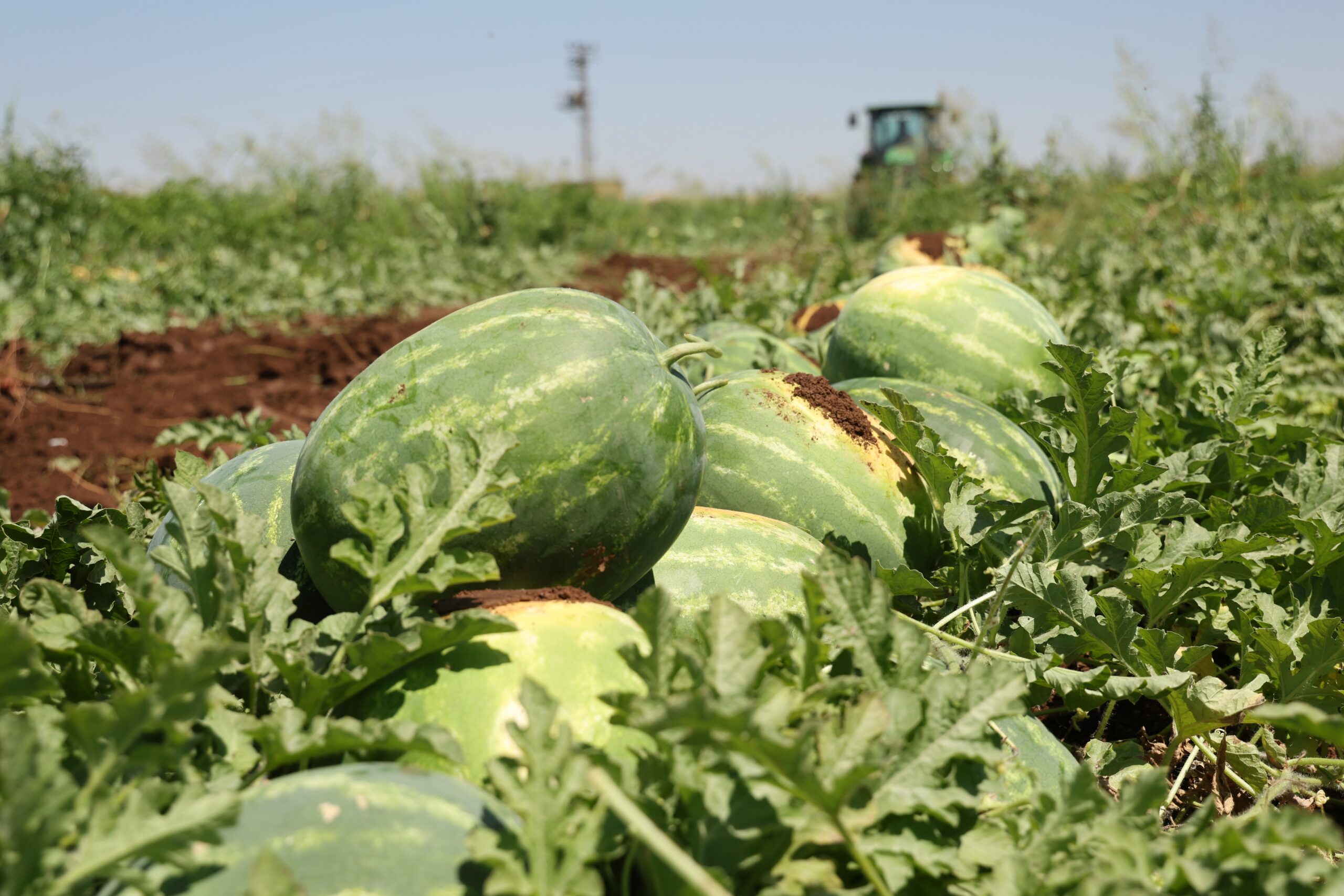 Tadını Karacadağ'ın verimli topraklarından alan Diyarbakır karpuzunda hasat