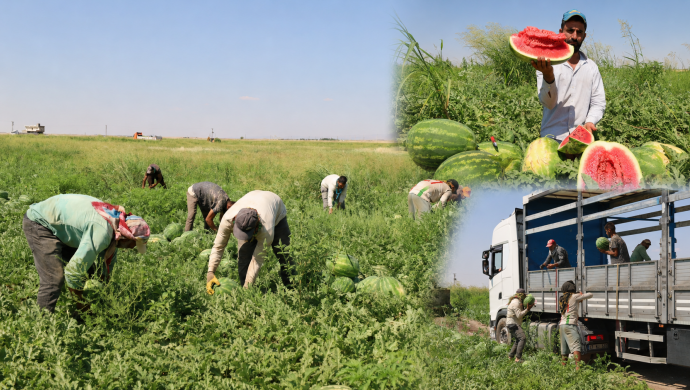 Büyüklüğü ve lezzeti ile dünya çapında üne kavuşan Diyarbakır karpuzunda