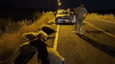 Diyarbakır'ın Çüngüş ilçesinde bir otomobilin çarptığı sürüdeki 10 koyun telef