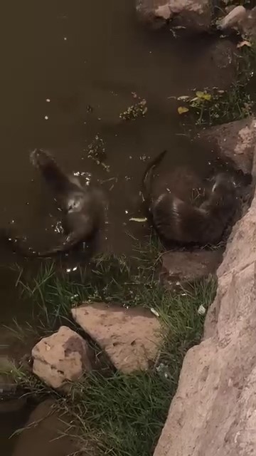 Diyarbakır'da Dicle Nehri'nde su samurları görüntülendi.