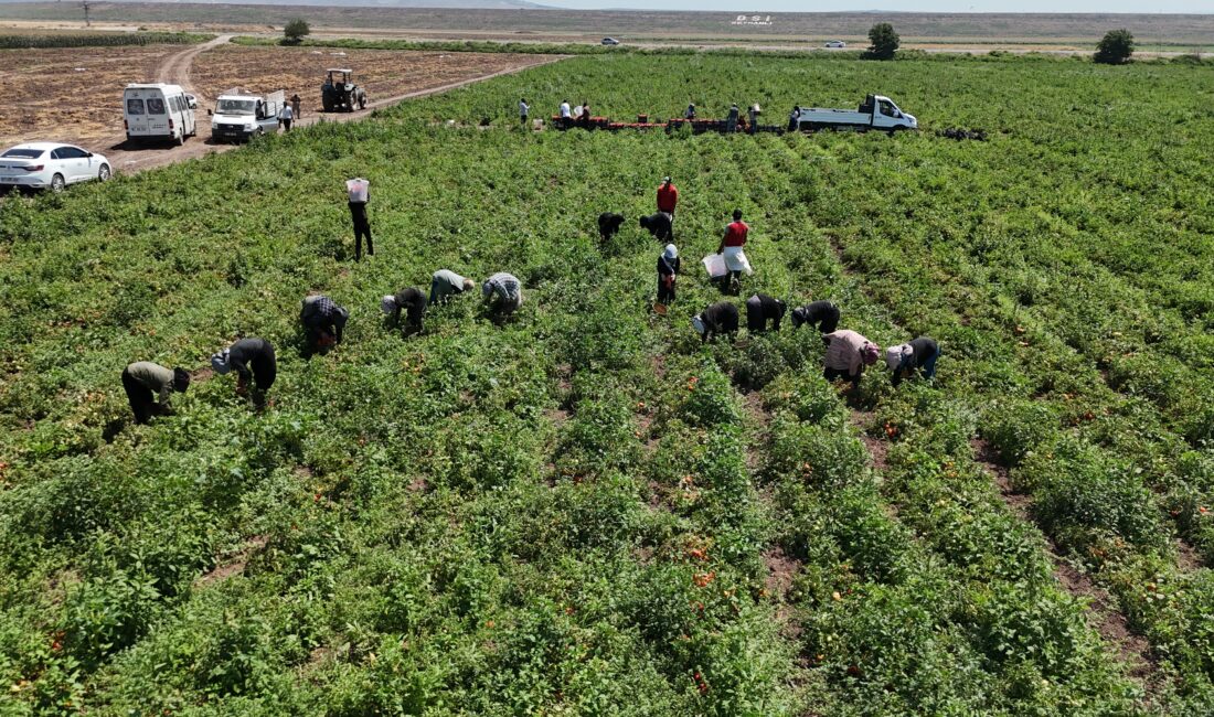 Hava sıcaklığının 35 dereceyi bulduğu Hatay'da hasat olgunluğuna ulaşan domatesler,