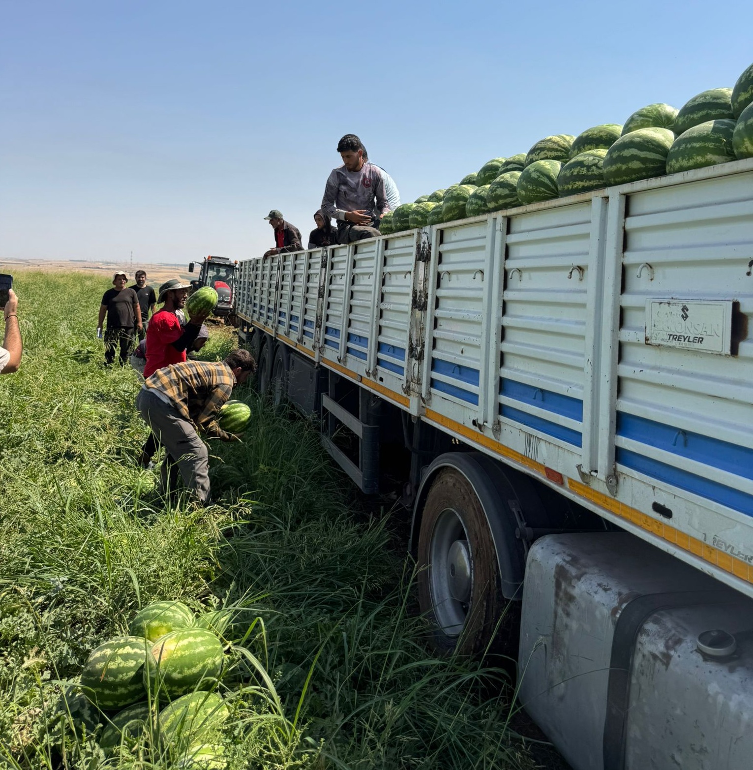 Diyarbakır karpuzunda hasat sezonu başladı