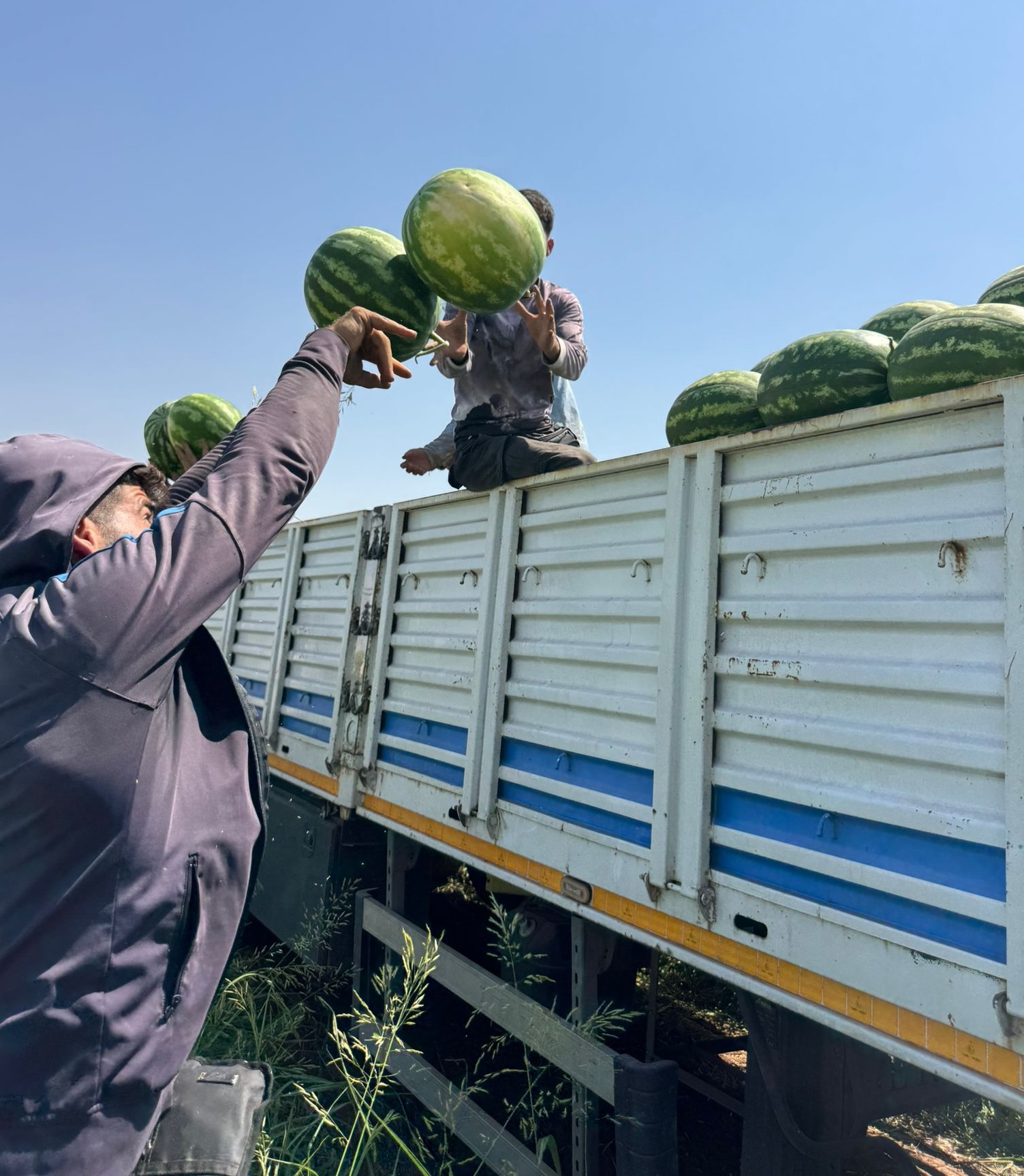 Diyarbakır karpuzunda hasat sezonu başladı