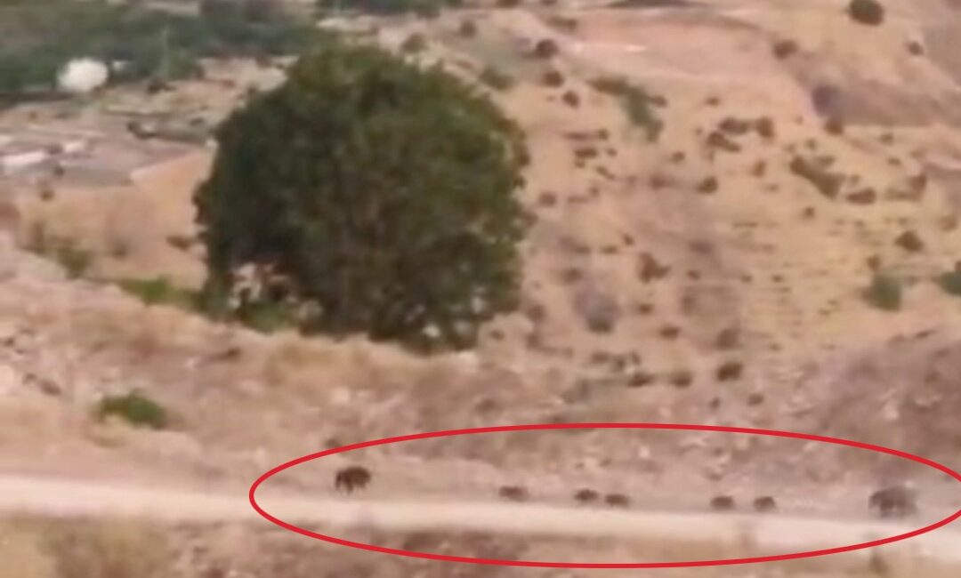 Diyarbakır'ın Çermik ilçesinde domuz sürüsü görüntülendi.