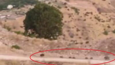 Diyarbakır'ın Çermik ilçesinde domuz sürüsü görüntülendi.