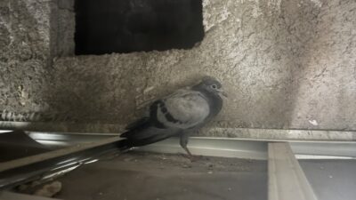 Diyarbakır'da bir dairenin asma tavan boşluğunda mahsur kalan güvercin, vatandaşın